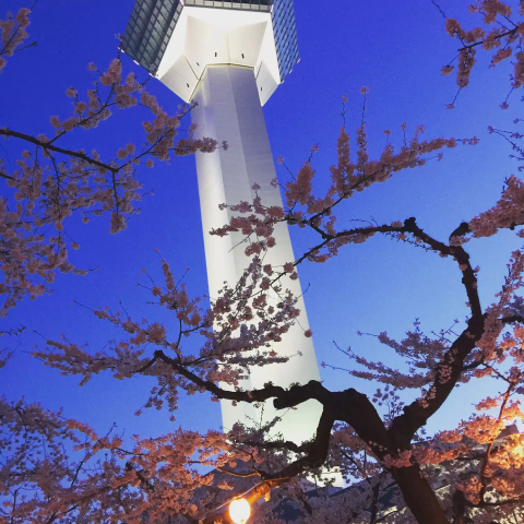 桜が満開になった五稜郭が絶景でした🌸 2025.04五稜郭桜cherryblossomjapan北海道函館東京カメラ部tokyocameraclubphotophoto_jpnnikonnikonphotography写真好きな人と繋がりたいカメラ好きな人と繋がりたい