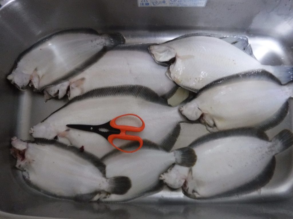 momoさん講座 ４月のカレイ投げ釣り 北海道 石狩湾新港momoさん講座