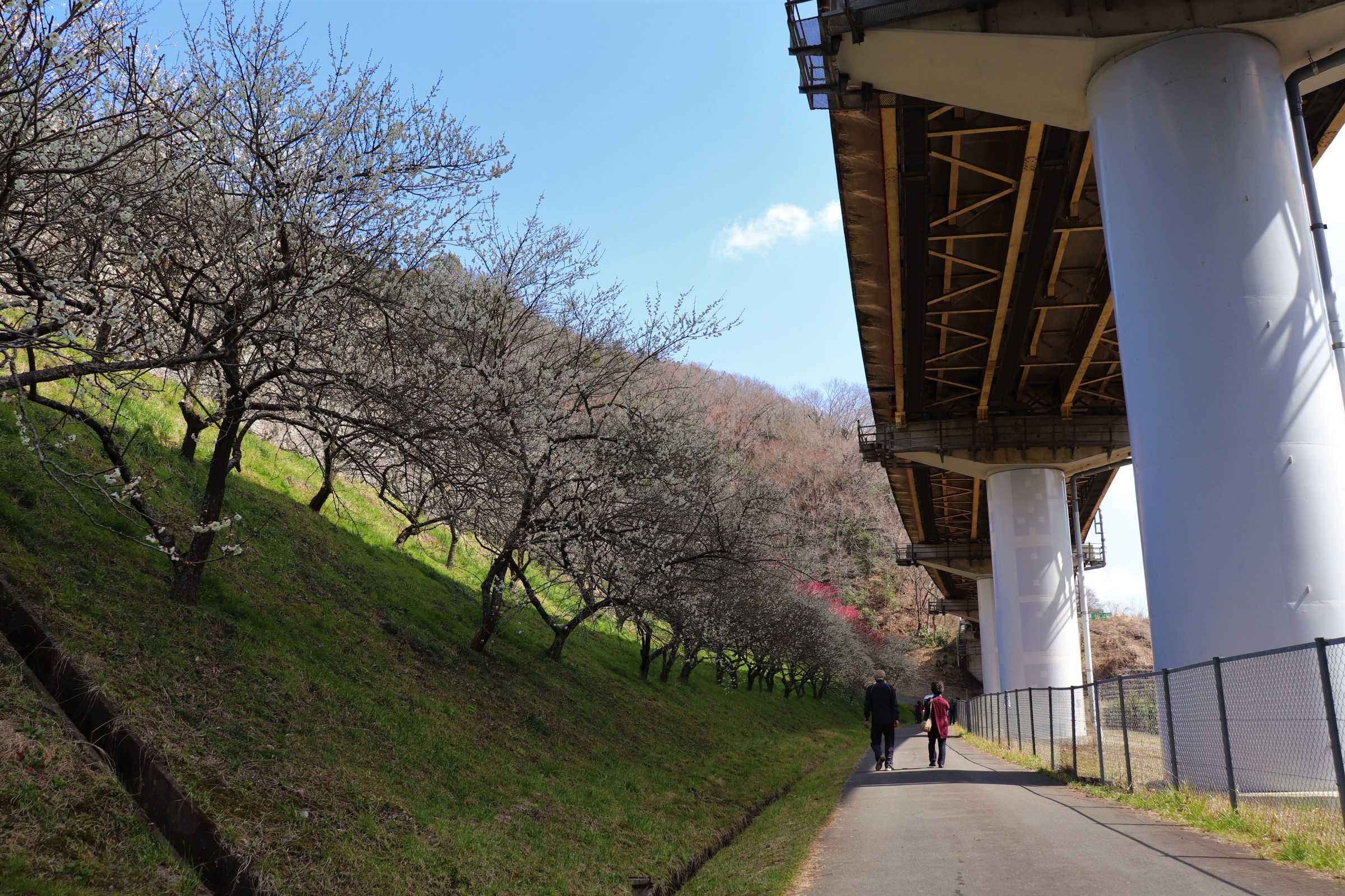 高尾梅郷の2025年梅まつり開催情報！見頃や見所・周辺情報を紹介