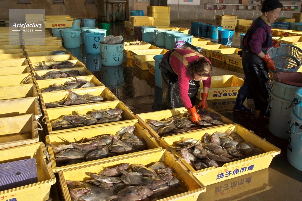 銚子港水揚げ直送鮮魚セットかねまた水産