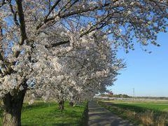武蔵嵐山再訪① 都幾川桜堤の春 埼玉 2018.04.今よりは風にまかせむ