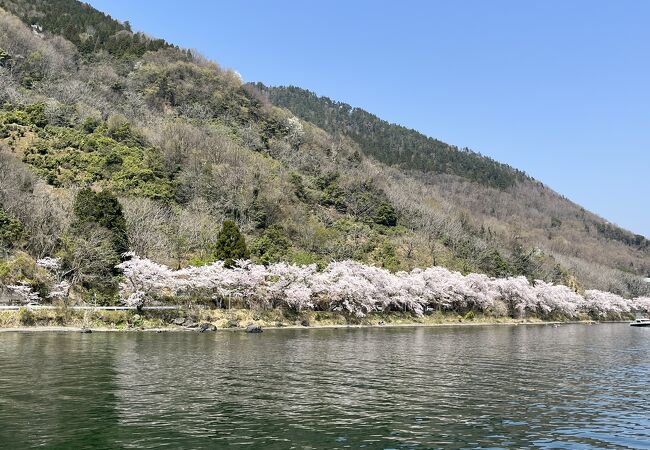 琵琶湖の湖岸にある桜の名所「海津大崎の桜🌸 約800本のソメイヨシノが約4㎞にわたって咲き誇り、湖畔沿いに続く道は幻想的な桜のトンネルとなります🙌お花見船でのアクセスなら湖上からの風景と間近のお花見をＷで楽しめちゃう🚢✨バンビツアー遠鉄バス桜の旅