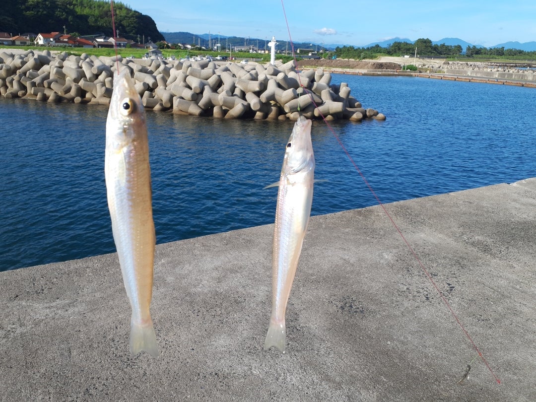 鳥取県シーバス釣りレポート 橋津港でコノシロの泳がせでランカー連発！シーバスの習性を垣間見る！ - Gomoku-Life