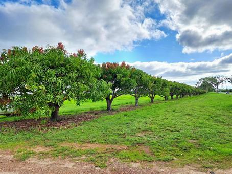 オーストラリア・ワーホリでの街選び！！都市部 VS 田舎町 生活環境比較私だけの留学・ワーホリスタイル