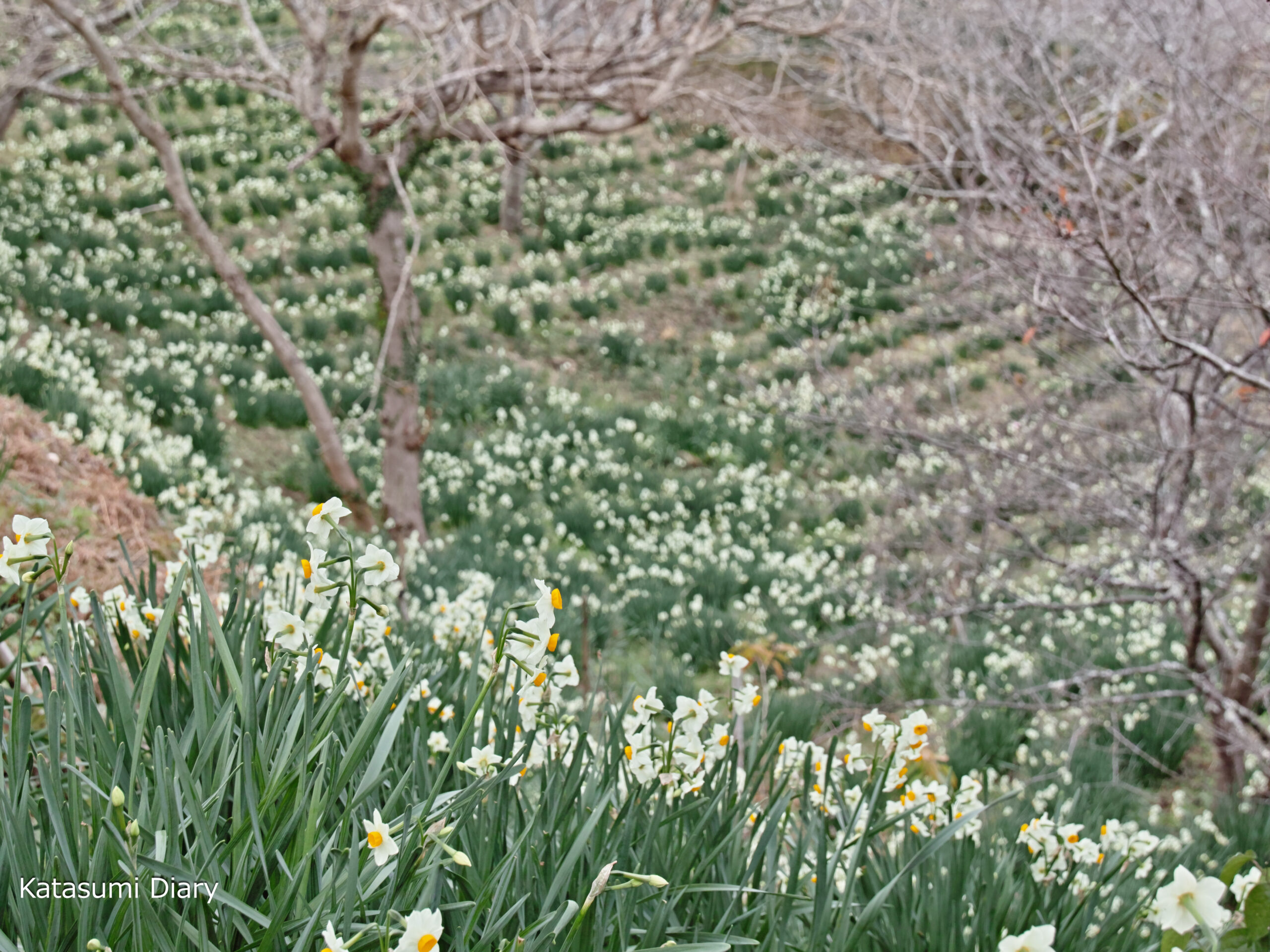 佐久間ダム公園の桜 安房郡鋸南町- お花見2025 -