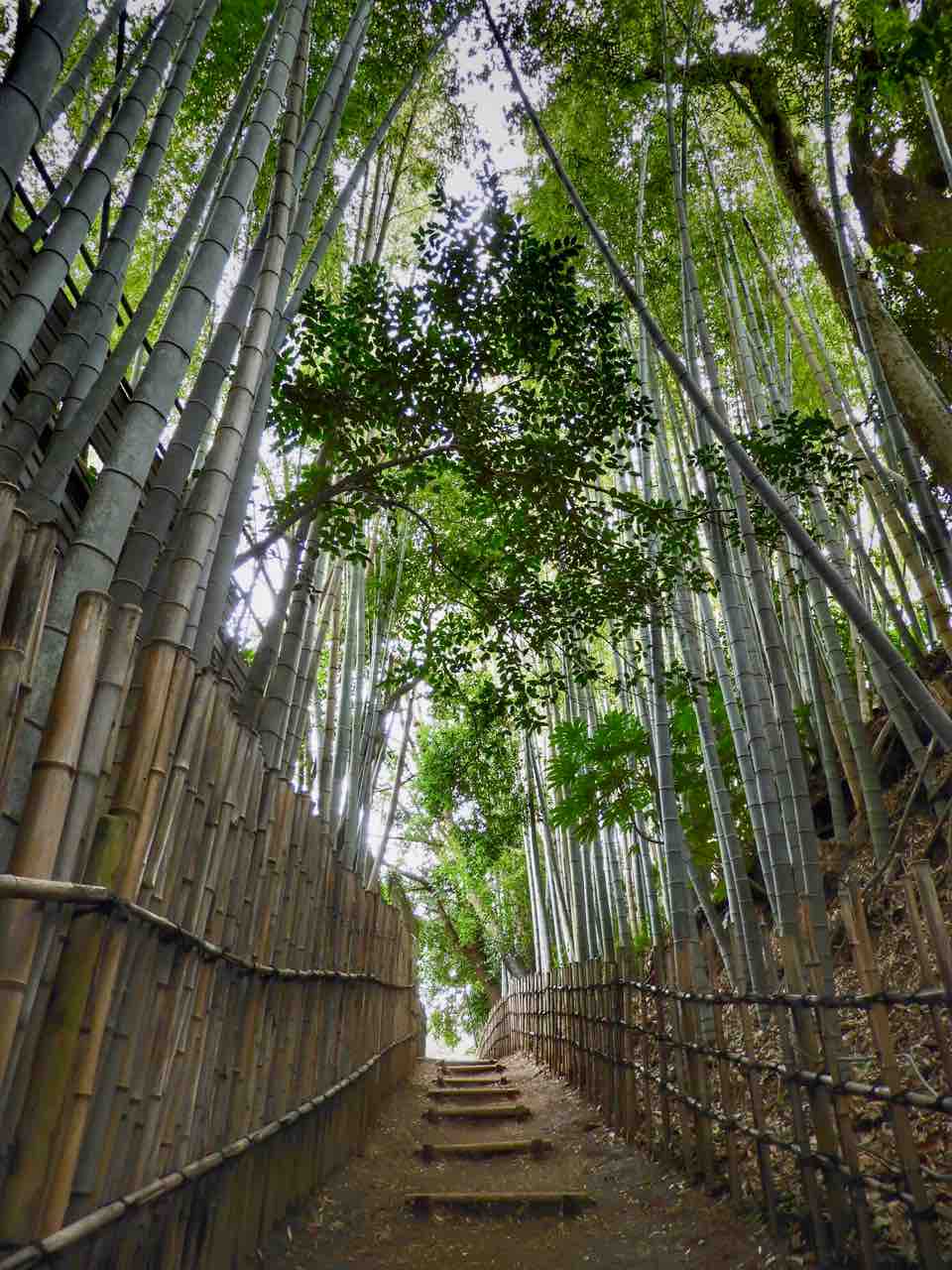 ミステリアス！？軍都の歴史伝える遺構 「訓練用の１２階段」 佐倉市北総ご近所巡り