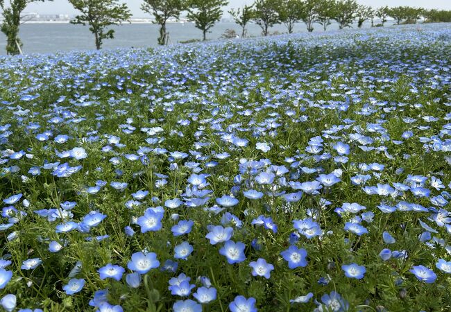 大阪まいしまシーサイドパーク旧店名 大阪舞洲ゆり園- 夢洲