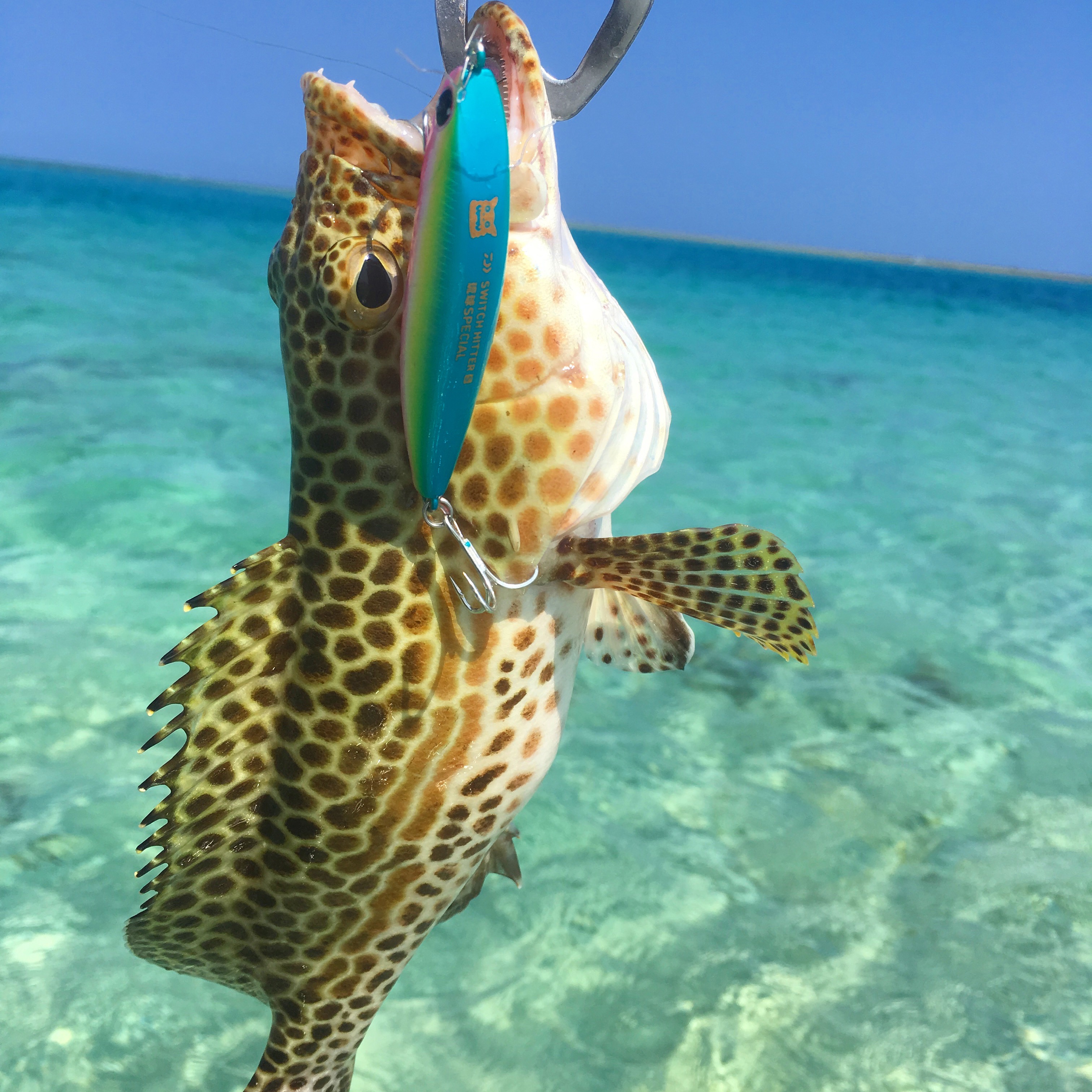 沖縄名物ミーバイの基本知識 レシピ・旬な時期・釣り方・さばき方を解説釣りラボマガジン