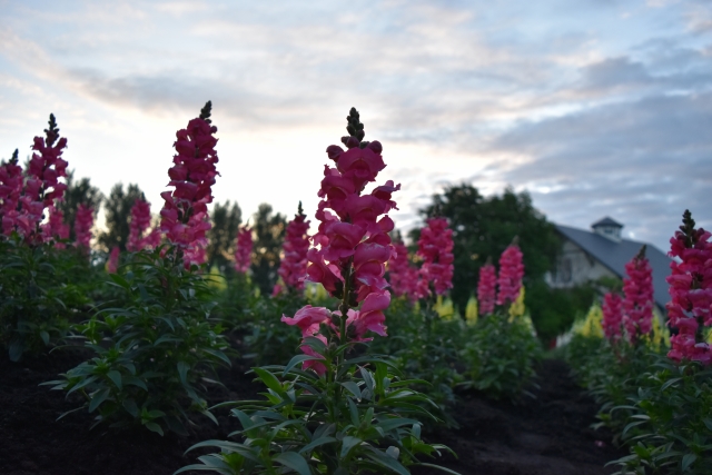 ライブカメラ - 石打丸山スキー場 公式サイト