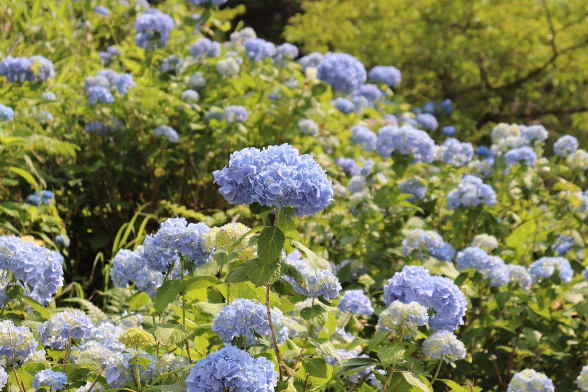 済渡寺 さいどうじ岡山県新見市 ー 展望台めぐり: