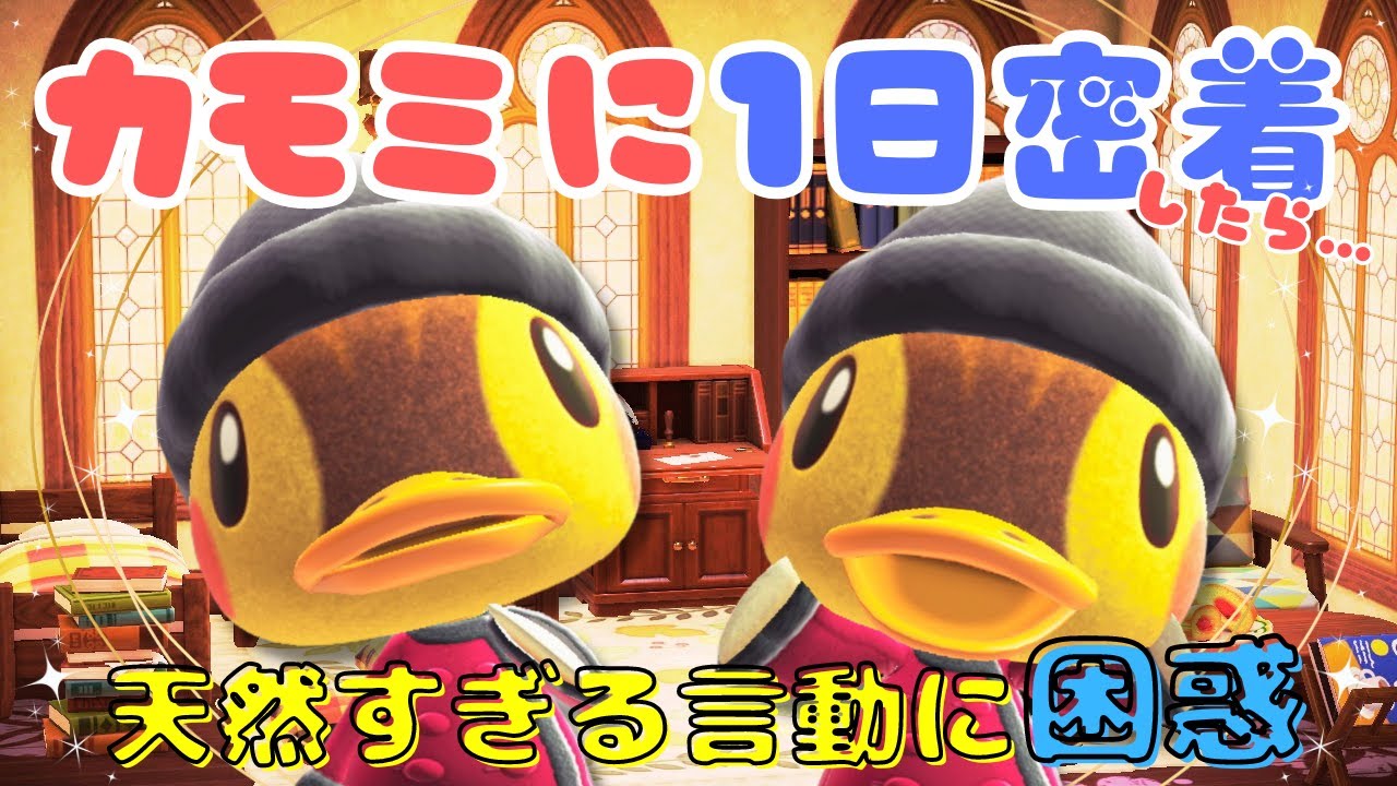 あつ森 2025年版 カモミの誕生日と性格 あつまれどうぶつの森-