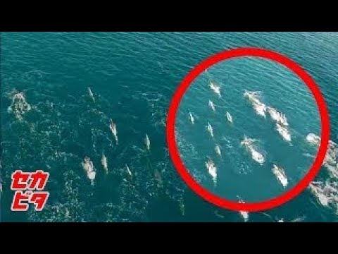 人魚 本物発見写っちゃったTikTok