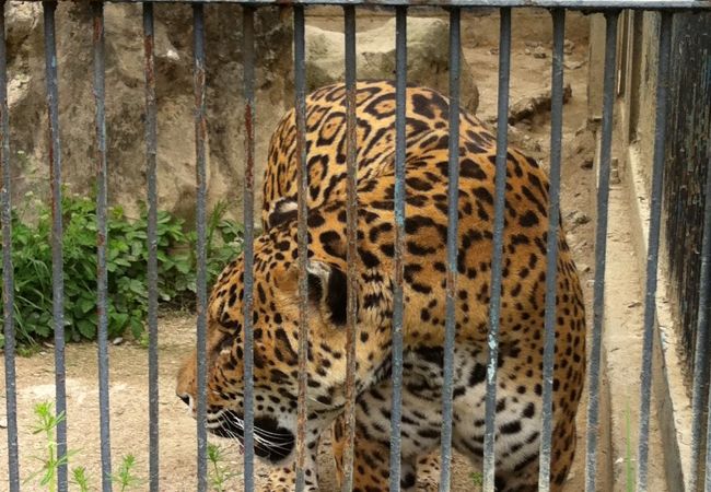 韓国旅行 超おすすめスポット ソウル動物園で感動体験！
