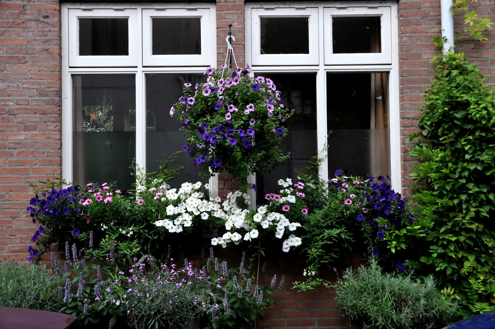 オランダ、アムステルダムの晴れた日にカラフルな伝統的な古い建物Premium写真