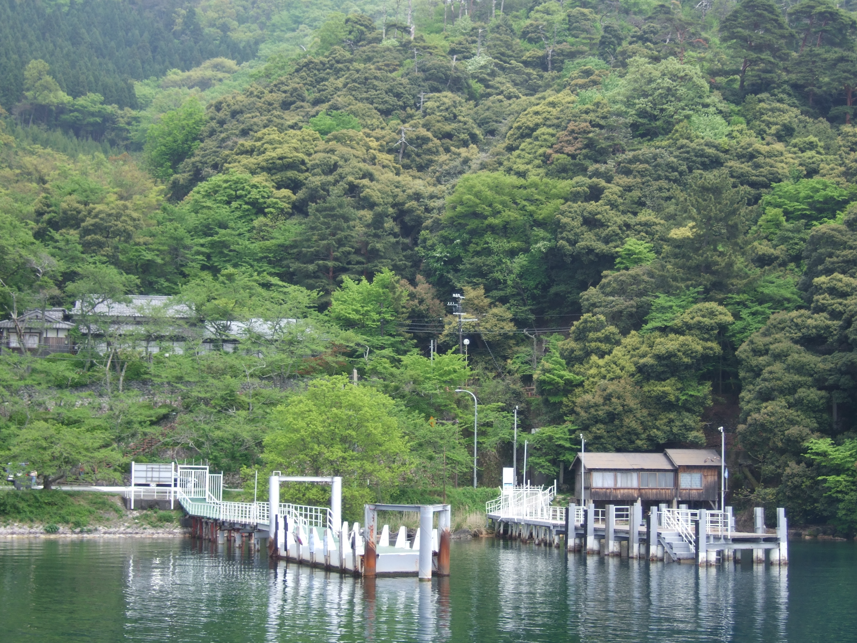 海津大崎の桜 滋賀県 高島市 -