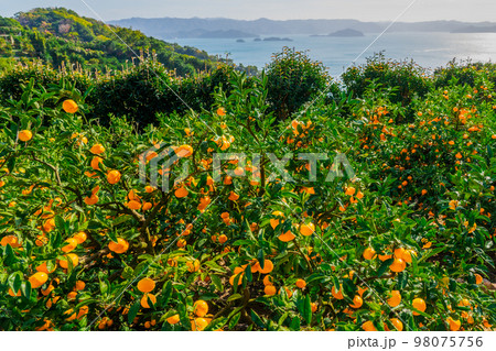 和歌山 石垣階段型畑と絶景を堪能！有田みかん海道5つの見どころ