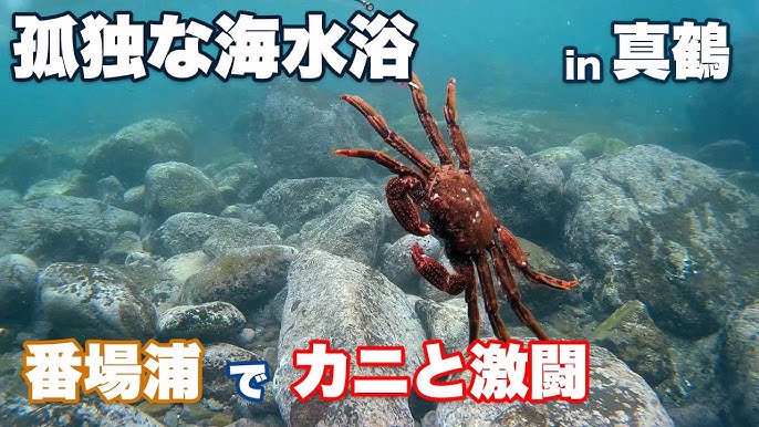 神奈川・真鶴・スノーケリング 小学生からOK☆海の世界をスノーケリングで探検しよう！ お1人様でもご家族でもカップルでも◎