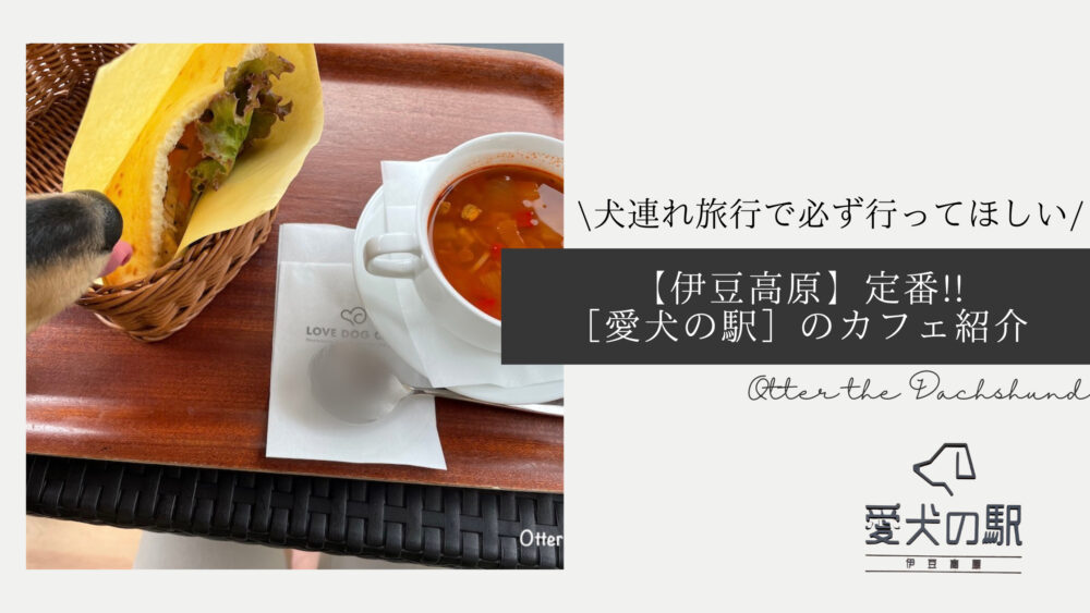 伊東市 むーみんの森で犬連れランチ森のテラスで“野菜が主役”のやさしいごはん 詳細レポ