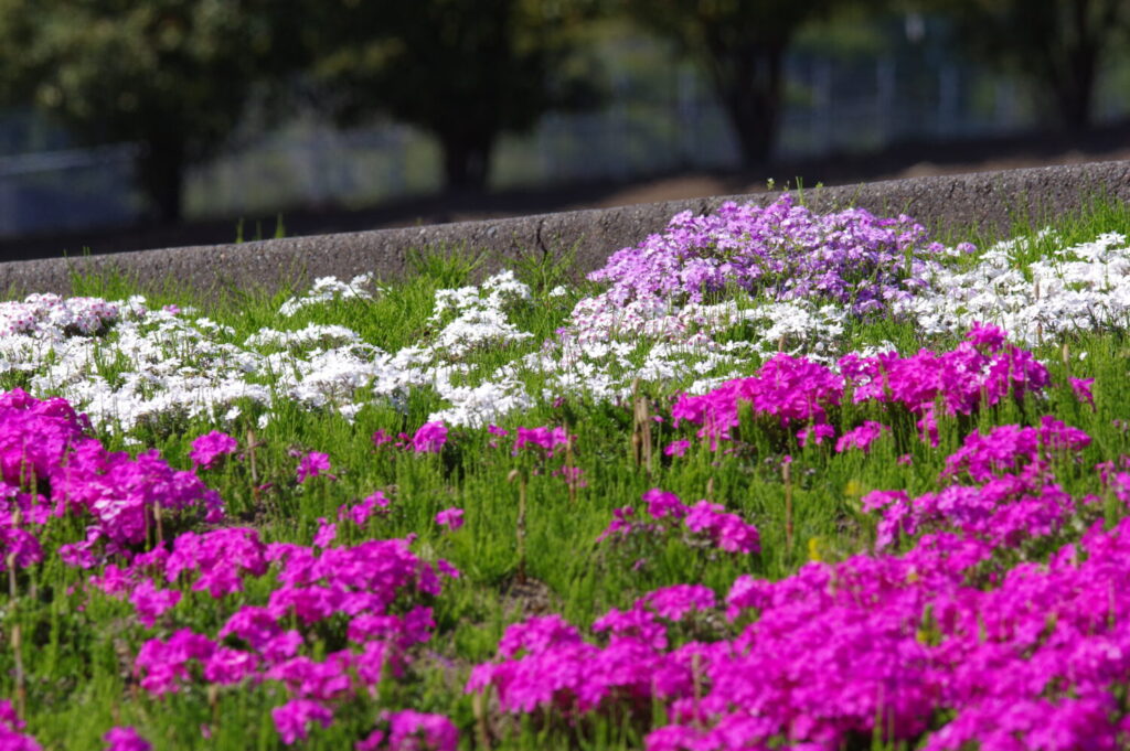 みさと芝桜公園 - 見どころ、アクセス