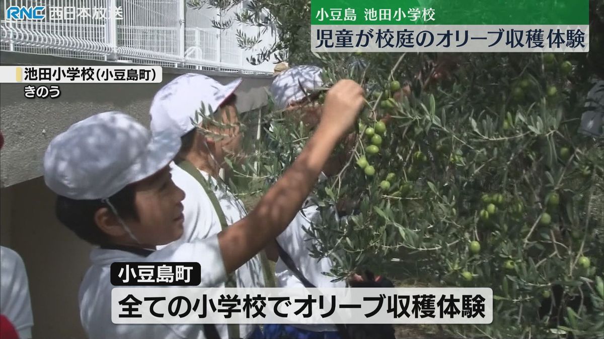 オリーブの実 小学生が収穫体験 小豆島