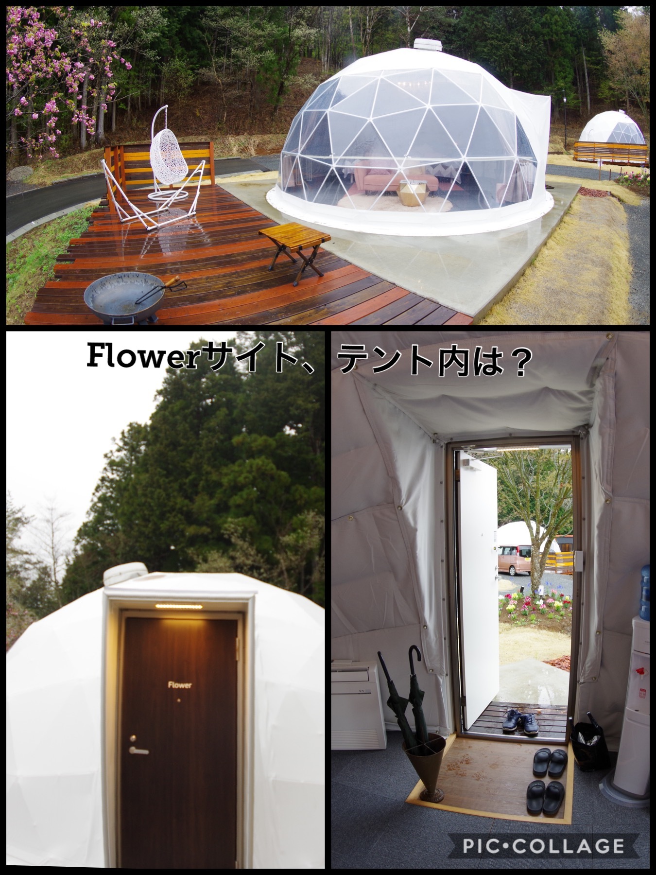 THE FOREST ザ・フォレスト