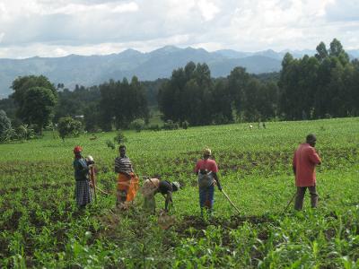 アフリカ緑の革命とは？その問題点と失敗の原因 Pick-Up! アフリカ Vol.