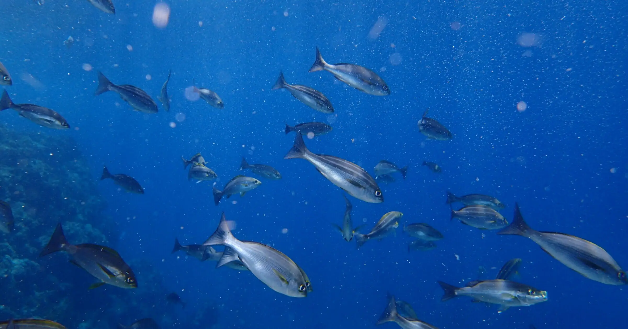 2025年度版 伊豆のシュノーケリングスポット14選！名所や穴場を厳選してご紹介IZU HACK