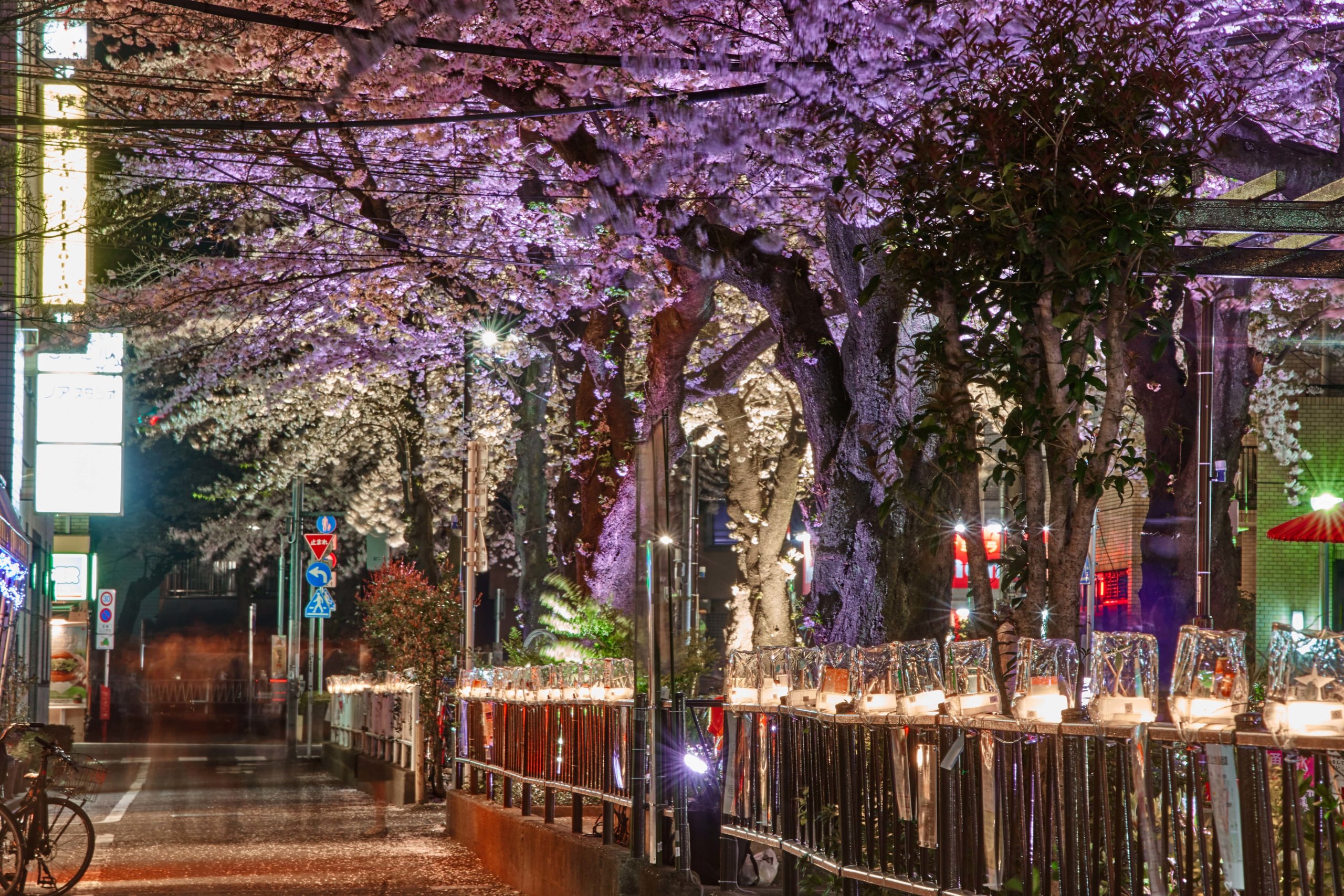 芦別岳と桜がコラボレーション！「東大演習林樹木園桜並木」ひとときの絶景