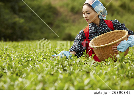 宇治茶の産地京都。茶娘衣装で 茶摘み体験 しよう♪ずぼら新米主婦の毎日わくわくライフ♪
