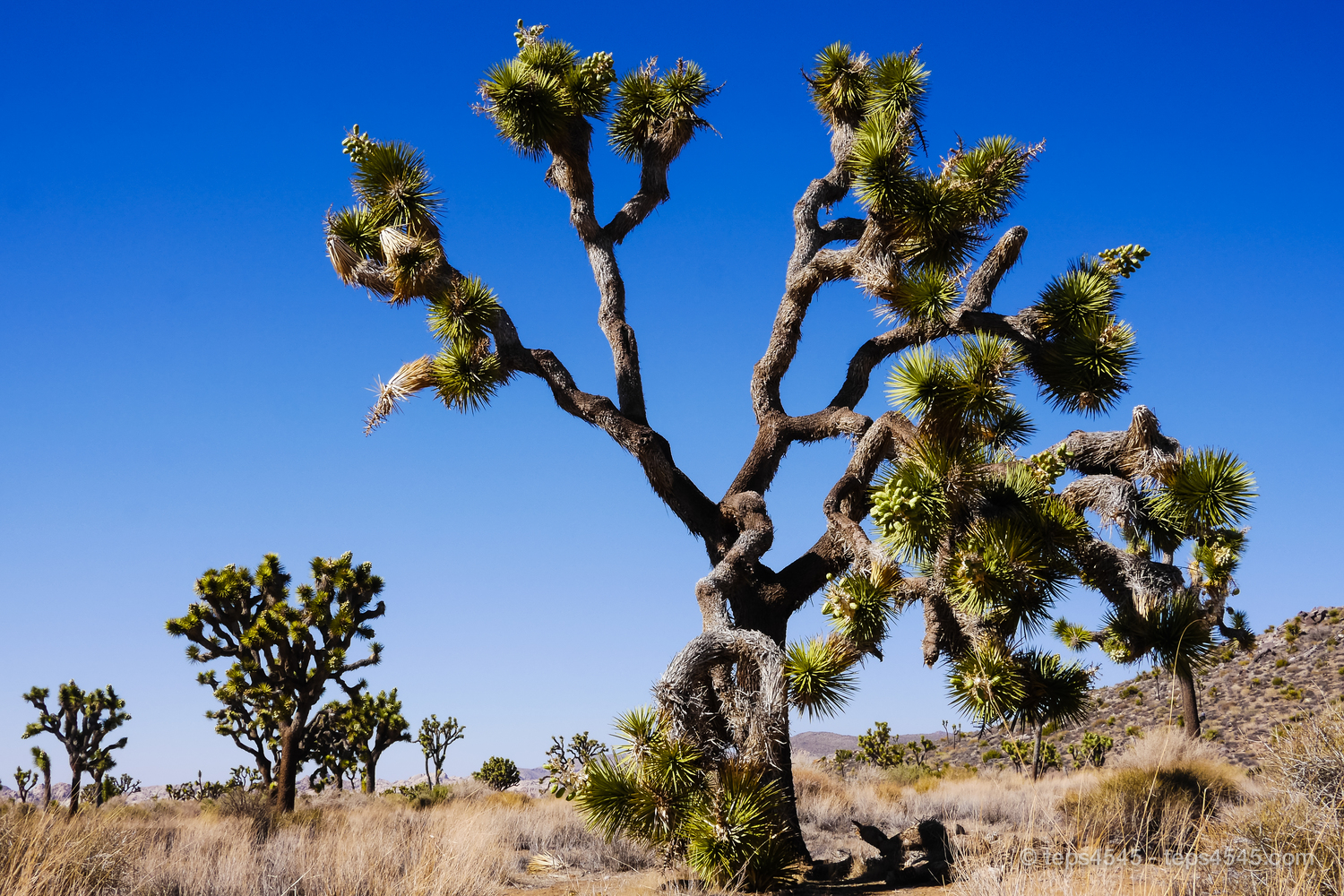 ジョシュア・ツリー国立公園, 米国 カリフォルニア州 -