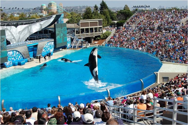 130点を超えるシーワールド・サンディエゴのイラスト素材、ロイヤリティフリーのベクター素材グラフィックスとクリップアート - iStock