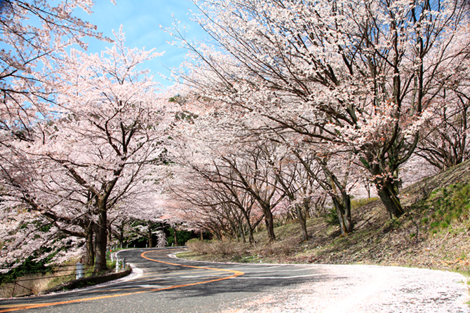 都内お花見ドライブ』神田・神保町 東京 の旅行記・ブログ by クレージーイワンさん