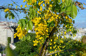 花の枝が伸び過ぎて論争に 切るべきか、切らざるべきか沖縄県 ：朝日新聞