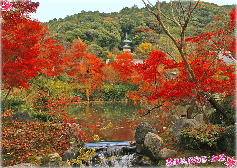 永観堂禅林寺 チケット＆ツアーゲットユアガイドGetYourGuide