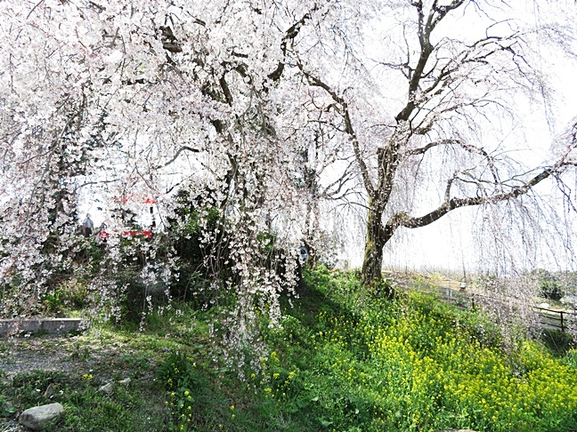 法華原華庭園のしだれ桜観光スポット公式 福岡県の観光 旅行情報サイト「クロスロードふくおか」