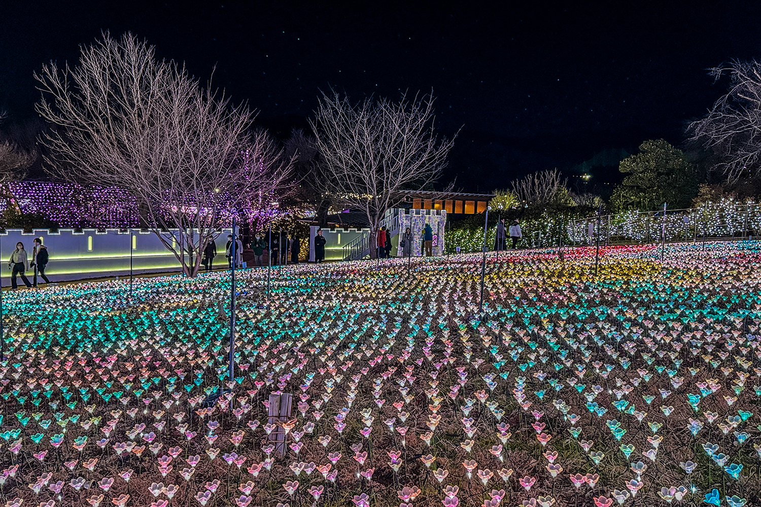 栃木県・足利 季節の花からイルミネーションまで！「あしかがフラワーパーク」の見どころをご紹介るるぶ&more