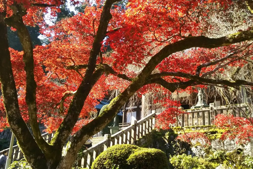 秋の小田原紅葉巡り 旧吉田茂邸＆松永記念館&小田原城址公園バスツアー日帰り旅行・ツアーはポケカルで