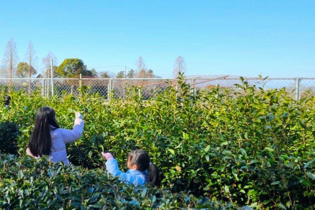 楽天市場 茶摘み 衣装の通販