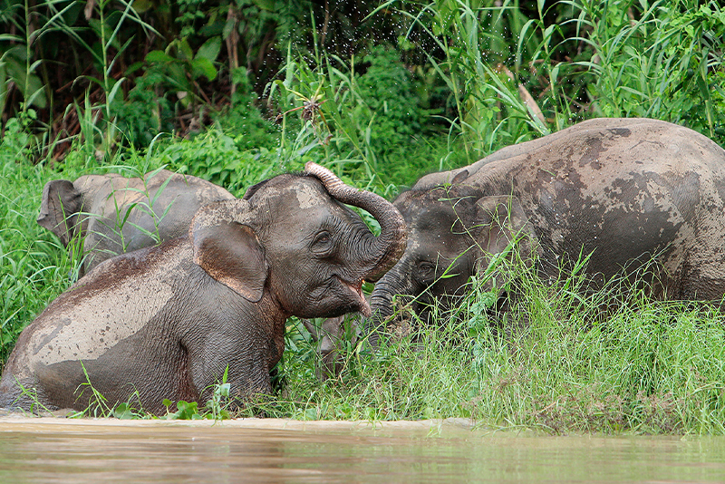 タマンネガラ国立公園マレーシア- ツアーとアクティビティエクスペディア