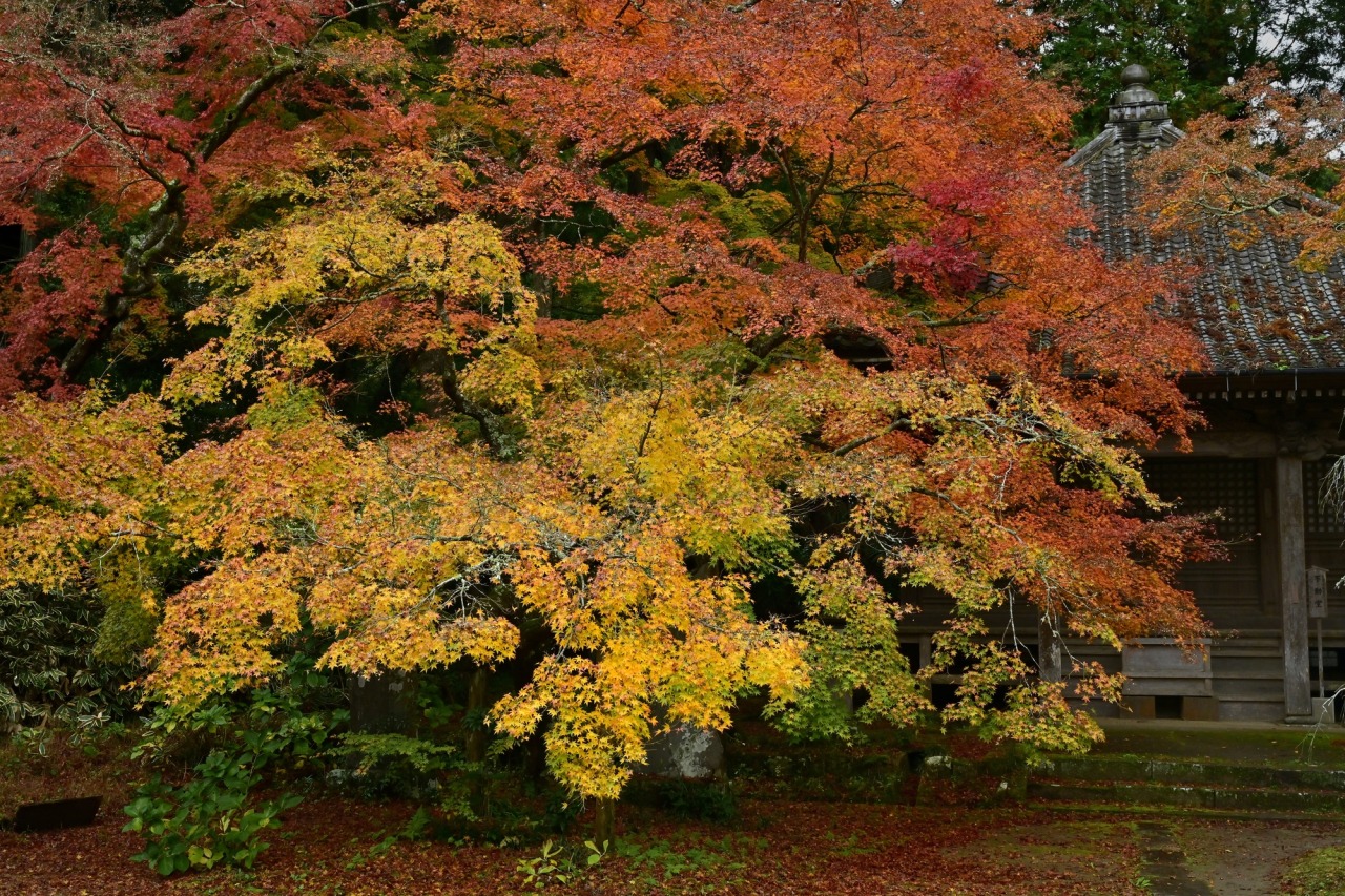 金剛福寺 38番 こんごうふくじマイカーお遍路