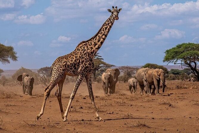 アンボセリ国立公園サファリ編』アンボセリ ケニア の旅行記・ブログ by トラ・ファミ代表さん
