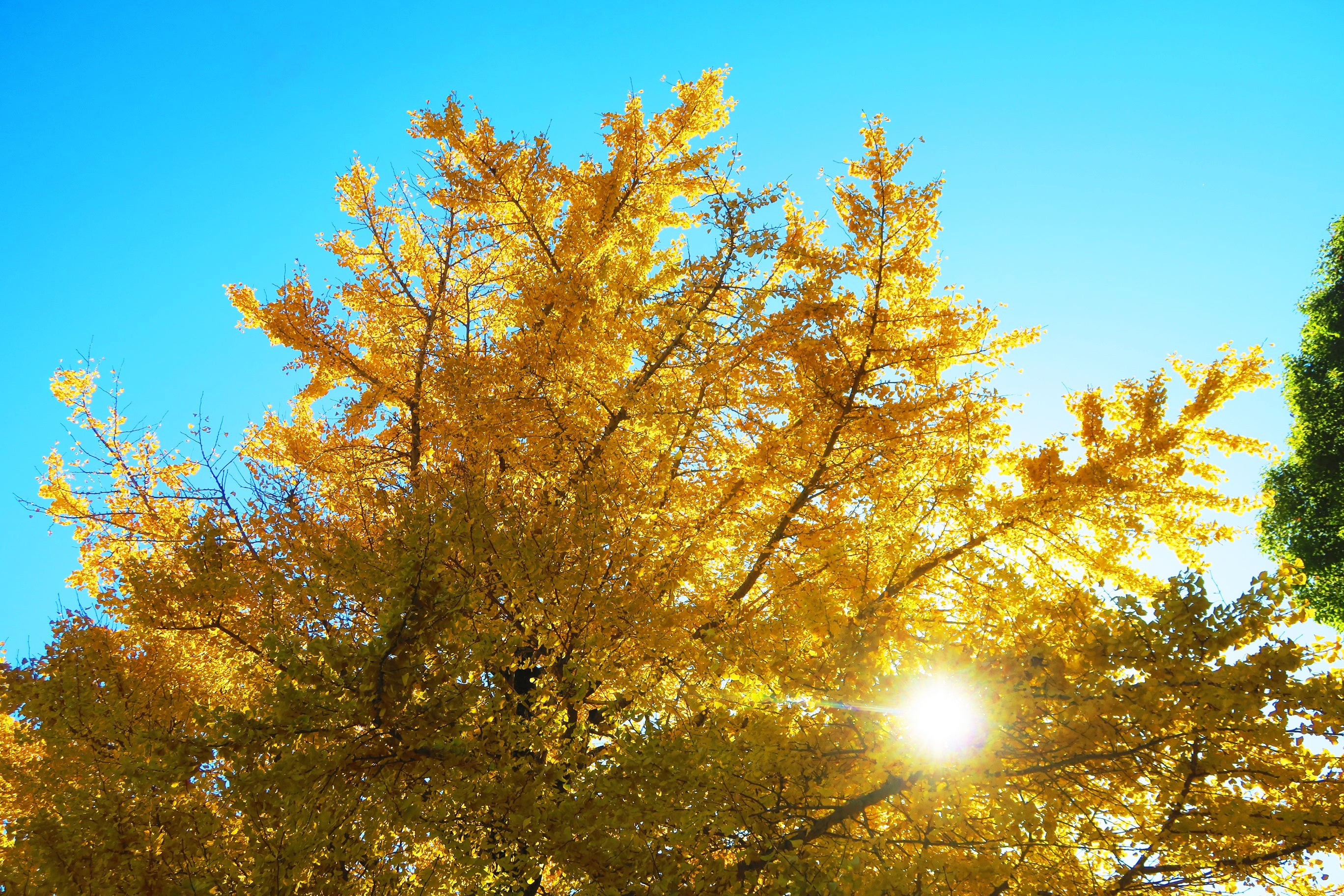 光が丘公園」の写真素材306件の無料イラスト画像Adobe Stock