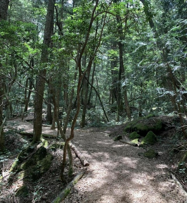 青木ヶ原樹海散策コース 富士の国やまなし観光ネット 山梨県公式観光情報