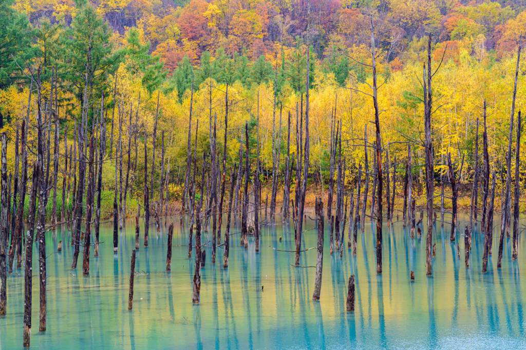 北海道観光 秋を満喫！おすすめの観光スポット＆グルメアクティビティジャパン