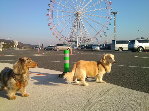 キレイな景色を観覧車からみられる！神戸淡路鳴門自動車道淡路サービスエリア地方創生メディア Mediall メディアール