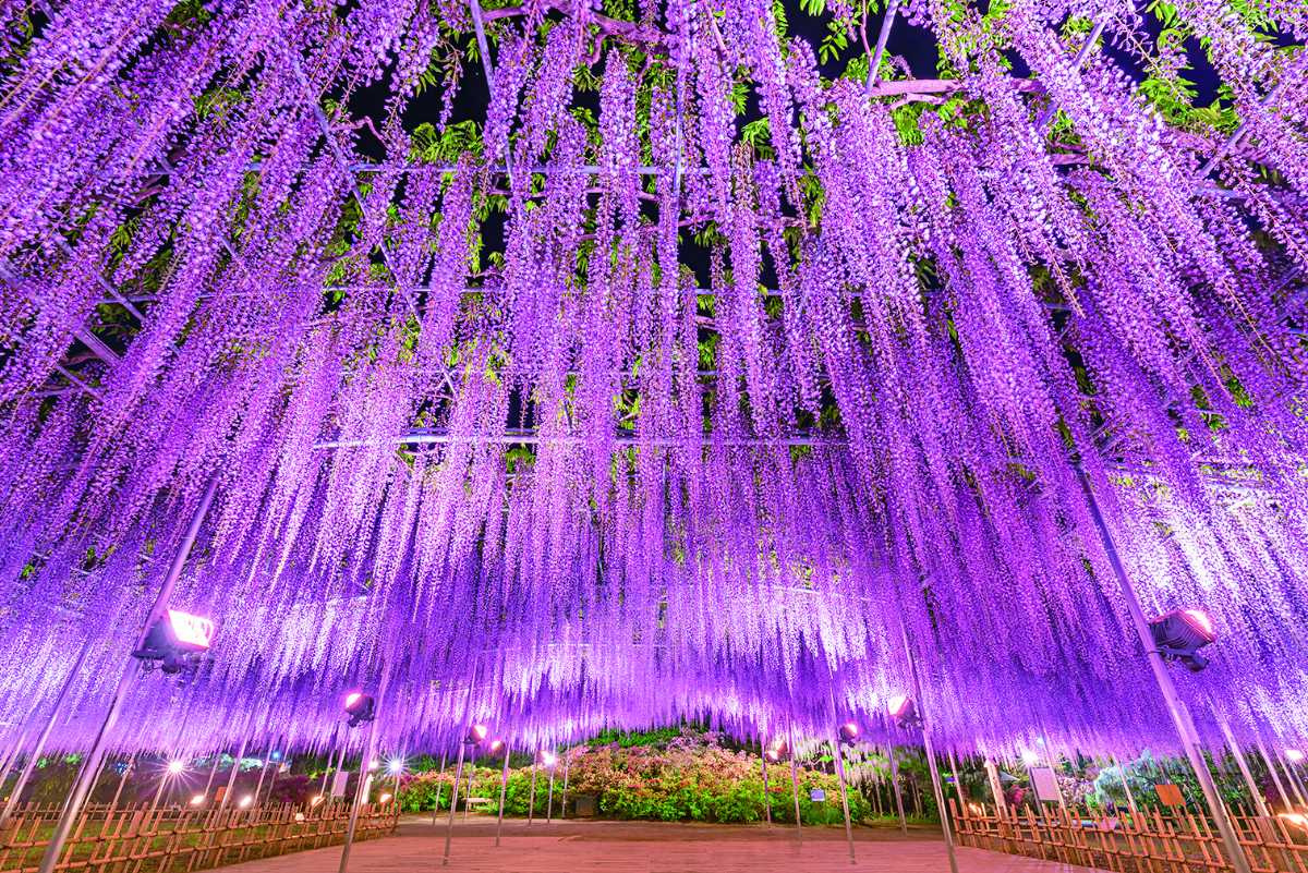 その香り、春の記憶』～光と香りに包まれるイマーシブ型イルミネーション～株式会社足利フラワーリゾートのプレスリリース