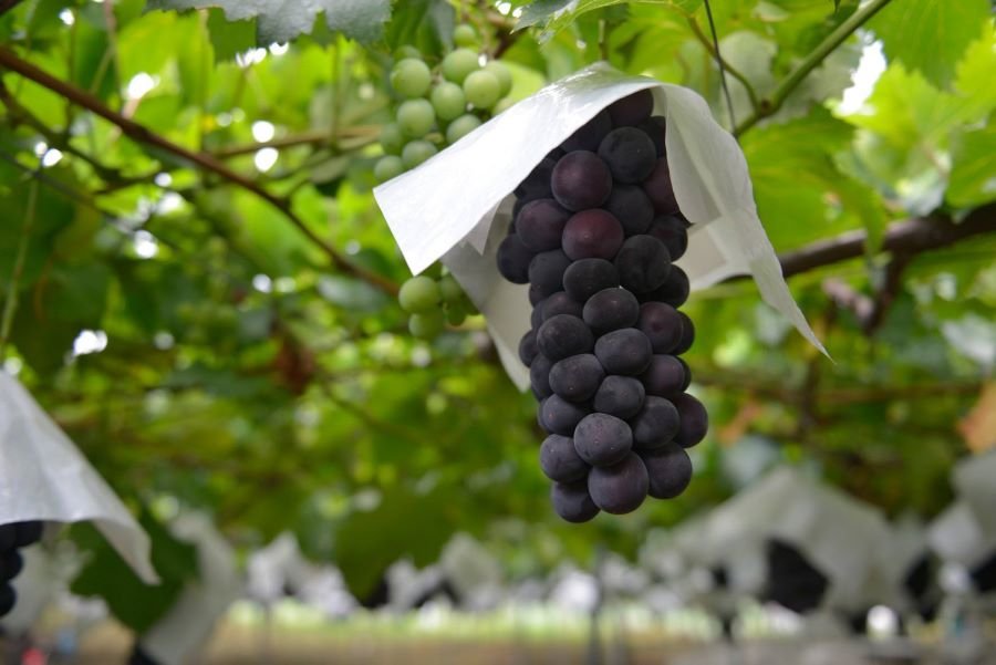 塩山駅から勝沼ぶどう郷駅へ、フルーツ＆スイーツめぐり - 中央線が好きだ。web公式