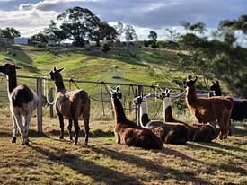 イプスウィッチでお子様連れにおすすめの観光スポット10 選：家族で楽しめるイプスウィッチ, オーストラリアのアクティビティトリップアドバイザ
