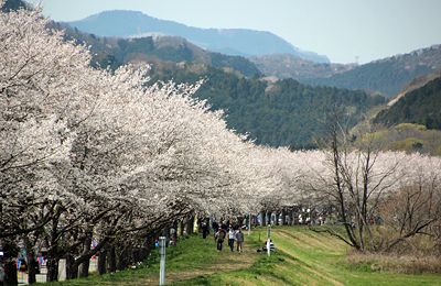 都幾川桜堤の桜開花・満開 天気情報 2025 - 日本気象協会