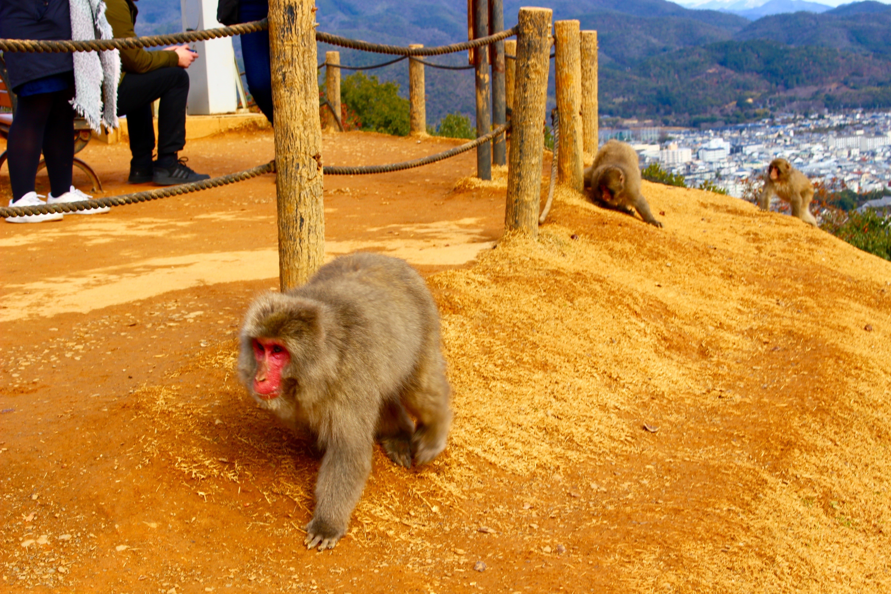嵐山宿泊 カップルに贈る素敵な一日デートコース花筏